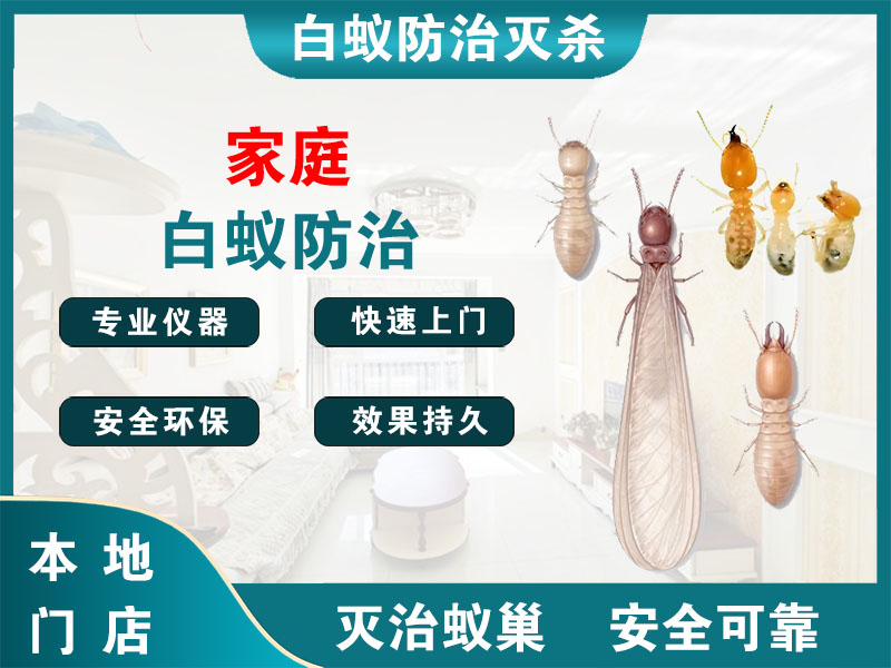 苏州市家庭白蚁防治